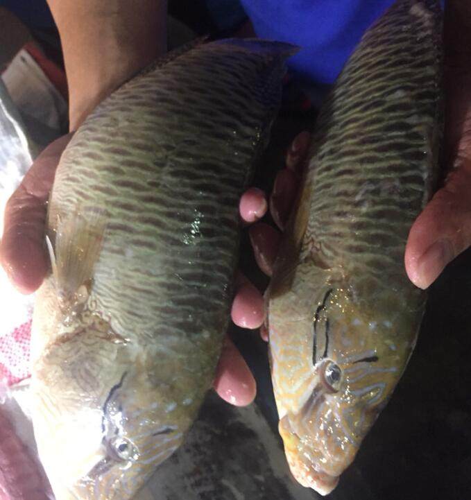 菲律宾特产—石斑鱼.jpg